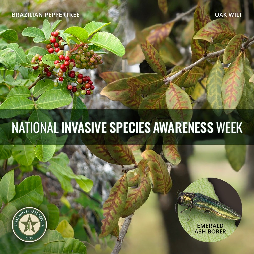 Mitigating the impacts of invasive species in Texas